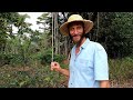 Agroforestry - Grow a food forest in under 3 years