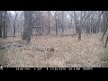 Browning Spec Ops trail video review cam Wildlife videos of unique events in the wild.