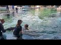 Dolphin Encounter Sea World San Antonio 2022