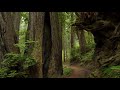 Redwood National Park James irvine trail 4K 🇺🇸