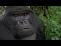 Observing The Generations Of A Gorillas Family | Mountain Gorilla: A Shattered Kingdom