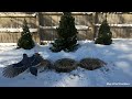 4K TV For Cats | Snow at the Pines | Bird and Squirrel Watching | Video 39