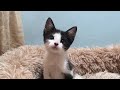 How ferocious rescued kitten grows up: from 0-26 days