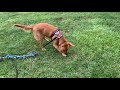 Golden retriever’s fun Time! Dog vlog