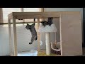 Kitties Figured Out Access to High Rise