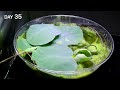 Growing Lotus Time Lapse - Seed to Water Plant in 50 Days