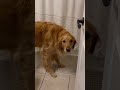 My dog is the smartest dog in the world! #dog #goldenretriever