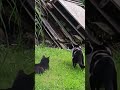 cats hunt