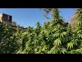 3C's Season 8 2017: Outdoor Organic Medical Cannabis Flowering 4k