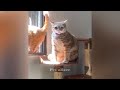Funniest Cats and Dogs Videos 🐶🐶 Funny Cats Videos 🤣