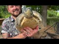 BEST Turtle Habitat Ever? (BONUS VIDEO)