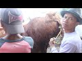 Surga Sapi Jumbo Pasar Sapi Tuban Jawa Timur