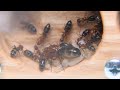 Moving My Camponotus Decipiens Ant Colony Inside a New Foranto Wooden Ant Nest