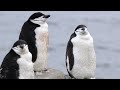4K Antarctica & South Pole Wildlife | Wild Arctic Relaxation ScreenSaver for TV, Apple TV, PC