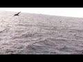 taking a look out at the birds flying over the Bering Sea from the deck of the S.S. Ocean Phoenix