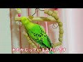 ブランコをかじって遊ぶインコ