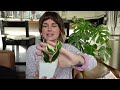 i bought a box of plants to cheer myself up 🌿 planthaven toronto unboxing (7 plants!)