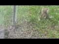 Chip the chipmunk and Earl The Squirrel