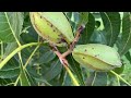 Pecan scab and leaf eating pest observations