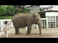 アジアゾウ信頼関係（東山動物園）