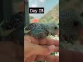 Budgie growth stages/ First 30 days Timelapse