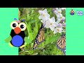 What Are These Teeny Creatures Going To Turn Into? | Dodo Kids | Animal Videos