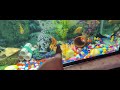 Which filter is best for 4 feet monster fish aquarium