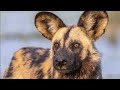 Our African Photo Safari Episode 3 - Wild dog hunt