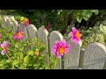 Mackinac Island Garden Tour | The Most Vibrant and Diverse Gardens You'll Ever See!