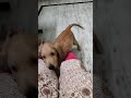 golden retriever puppy 😀