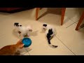 Kittens playing soccer with a bottle-top