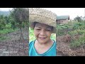 OUR ``BAHAY KUBO AND MINI FARM ( Part 1 )