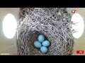 Live From the BIRDHOUSE | Birdhouse Camera | ● #Birdhouse #nestcamera #birdwatching