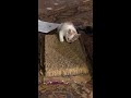 Kitten going to town on scratching pad