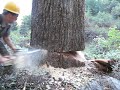 falling a bigger sugar pine