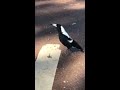 You won't believe this Magpie's song!