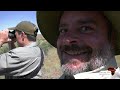 Buffalo Hunting, FOUR more bulls in one video. #hunting