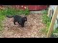 20240510 164952 12 months old cat sniffs the home of his grandma were cats meed to hunt