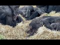 Baby chimpanzees with their Mother - Part 7