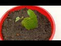 Simple methods grow grape plants with Aloevera | Methods skills in water