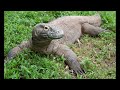 block tales komodo dragon battle theme (1 hour loop)