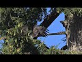 AMAZING!! BALD EAGLE flapping its wings for the first time!
