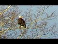 IECV NV #746 - 👀 American Bald Eagle In The Neighbor's Tree 2-13-2019