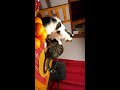 Katzen beim Spielen 2