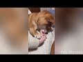 🐾 Most Hilarious Dogs & Cats for 1 Hour 😂 Funniest Animals 2024 🥰