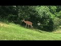Deer Video 2