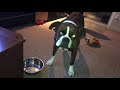 Boxer Dog takes tantrum when water dish empty