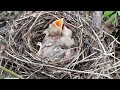 the condition of the baby bird sleeping in the nest.bird eps 236