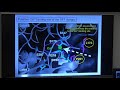 Calcium Signaling in Hypoparathyroidism - Dr. Natalie Cusano