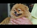 Can Pomeranian Survive in Hot Weather?